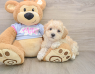 8 week old Maltipoo Puppy For Sale - Pilesgrove Pups
