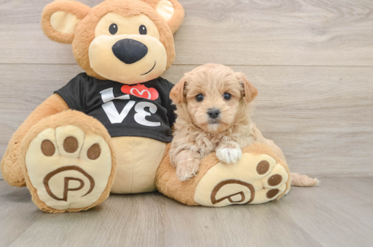 Hypoallergenic Maltese Poodle Poodle Mix Puppy