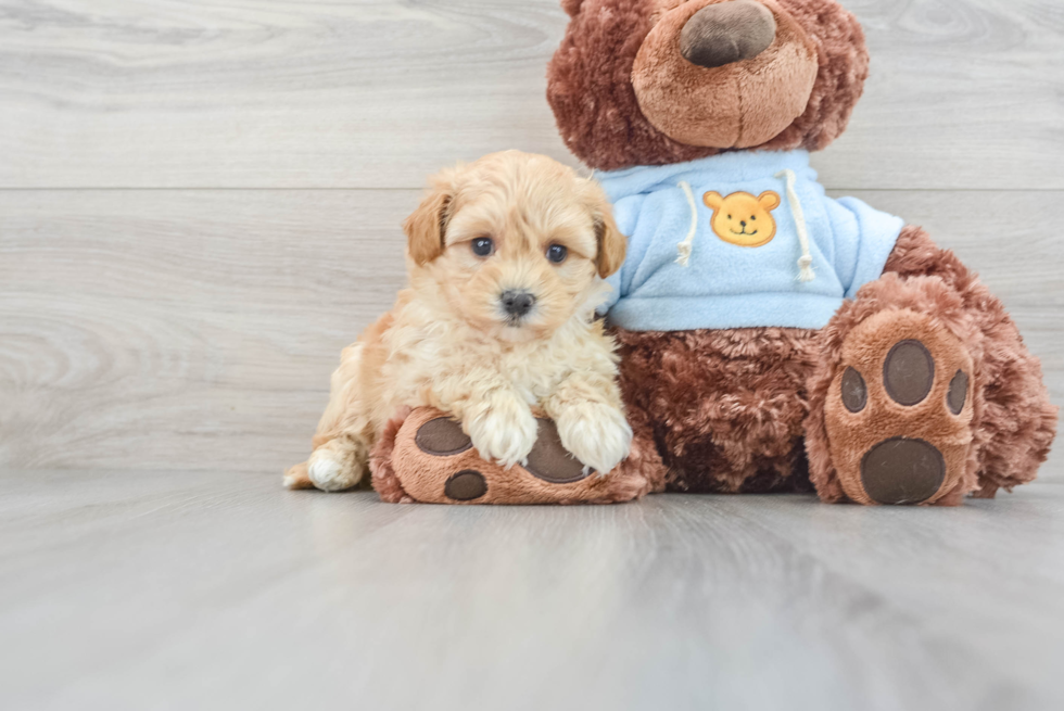 Hypoallergenic Maltese Poodle Poodle Mix Puppy