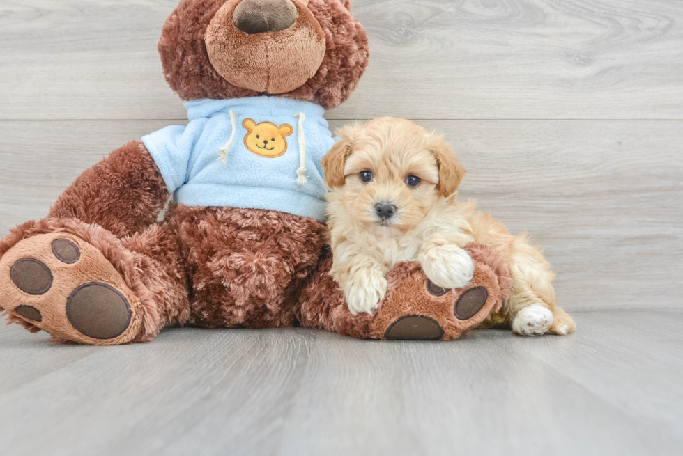 Little Maltese Poodle Poodle Mix Puppy