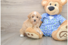 Best Maltipoo Baby