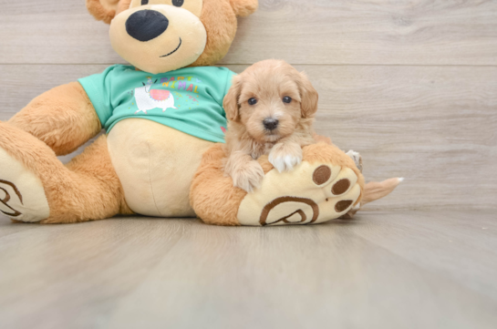 Maltipoo Puppy for Adoption