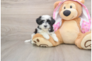 Maltipoo Pup Being Cute