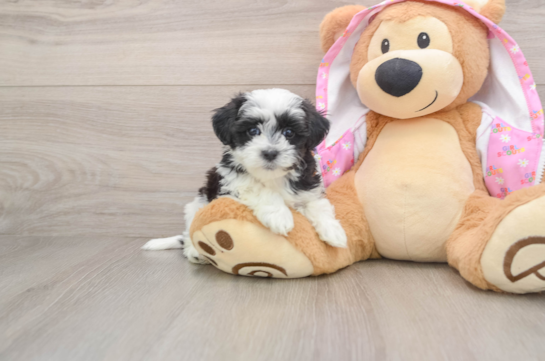 Maltipoo Pup Being Cute