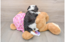 Adorable Malt a Poo Poodle Mix Puppy