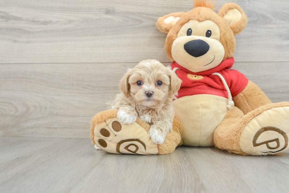 Best Maltipoo Baby