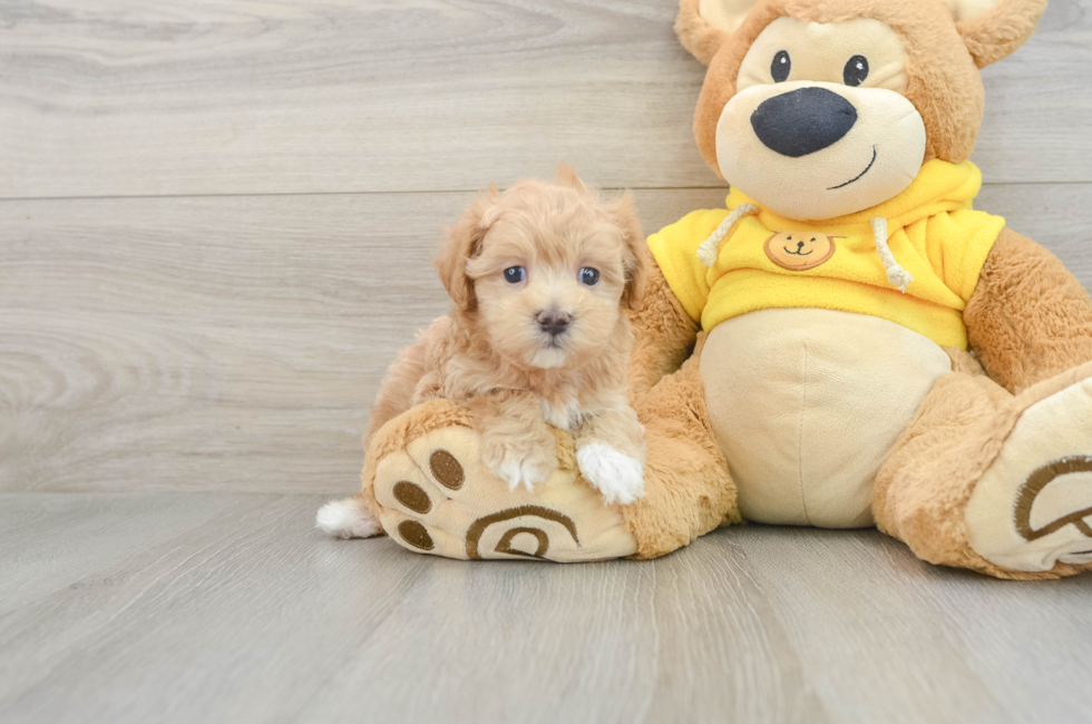 6 week old Maltipoo Puppy For Sale - Pilesgrove Pups