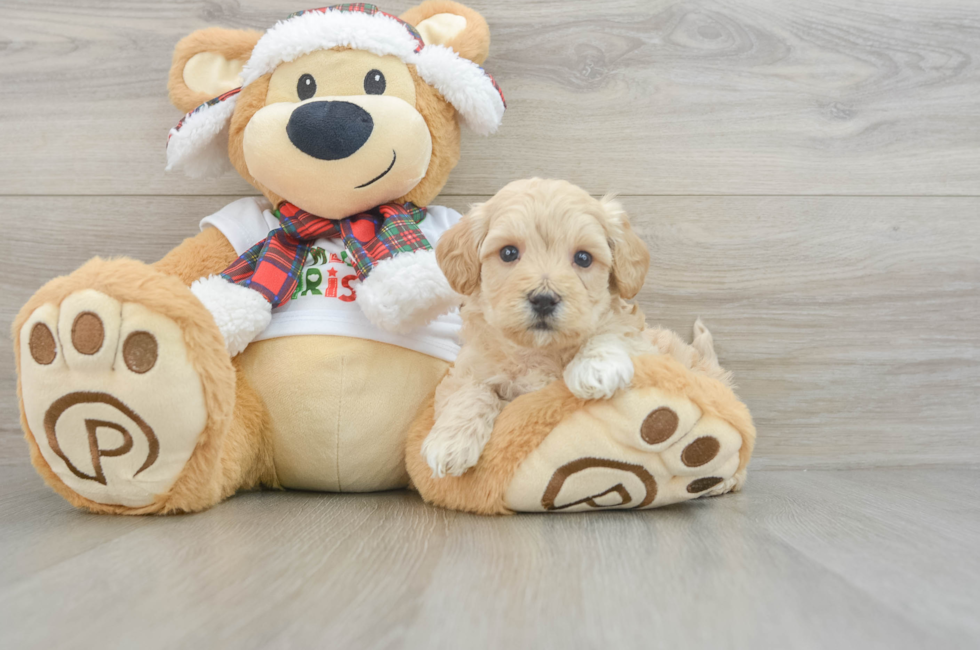 6 week old Maltipoo Puppy For Sale - Pilesgrove Pups