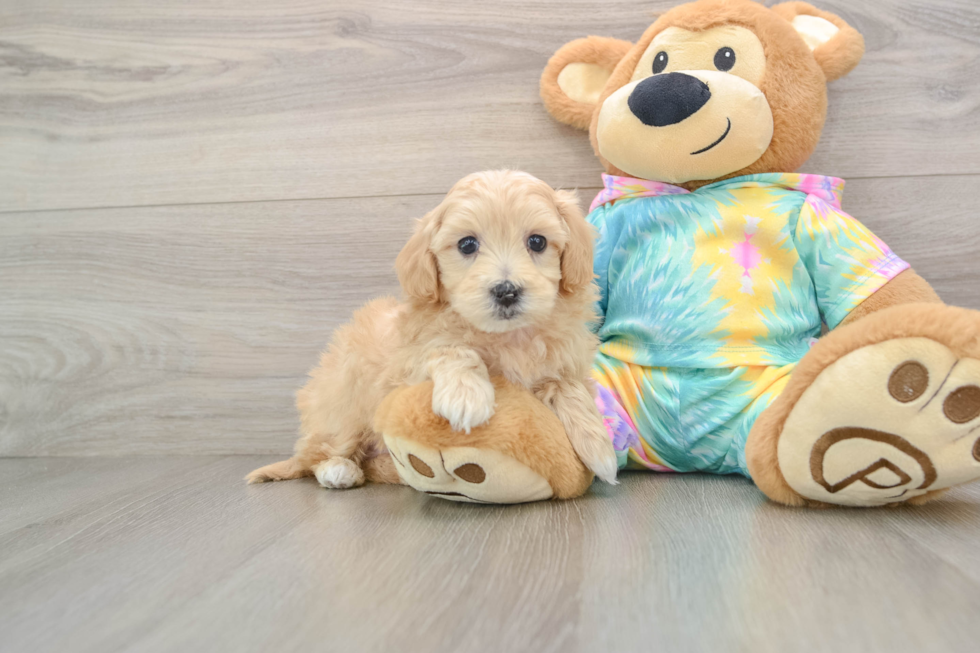 Maltipoo Puppy for Adoption