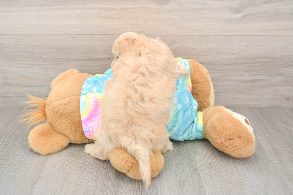 Adorable Maltepoo Poodle Mix Puppy