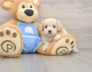 8 week old Maltipoo Puppy For Sale - Pilesgrove Pups