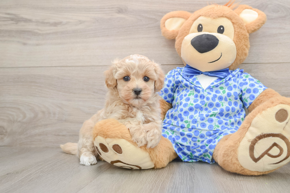 Maltipoo Pup Being Cute