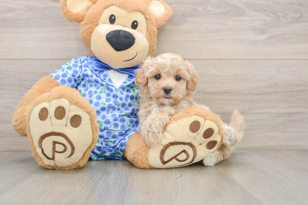 Maltipoo Puppy for Adoption