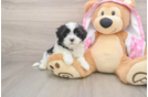 Best Maltipoo Baby