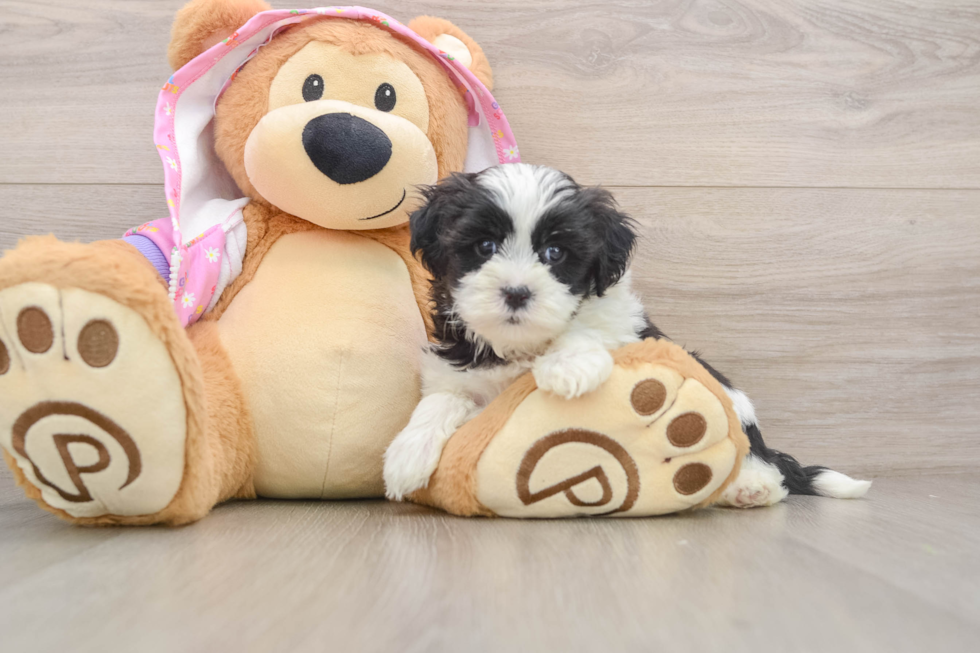Sweet Maltipoo Baby