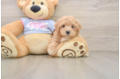 Friendly Maltipoo Baby