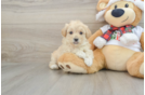 Funny Maltipoo Poodle Mix Pup