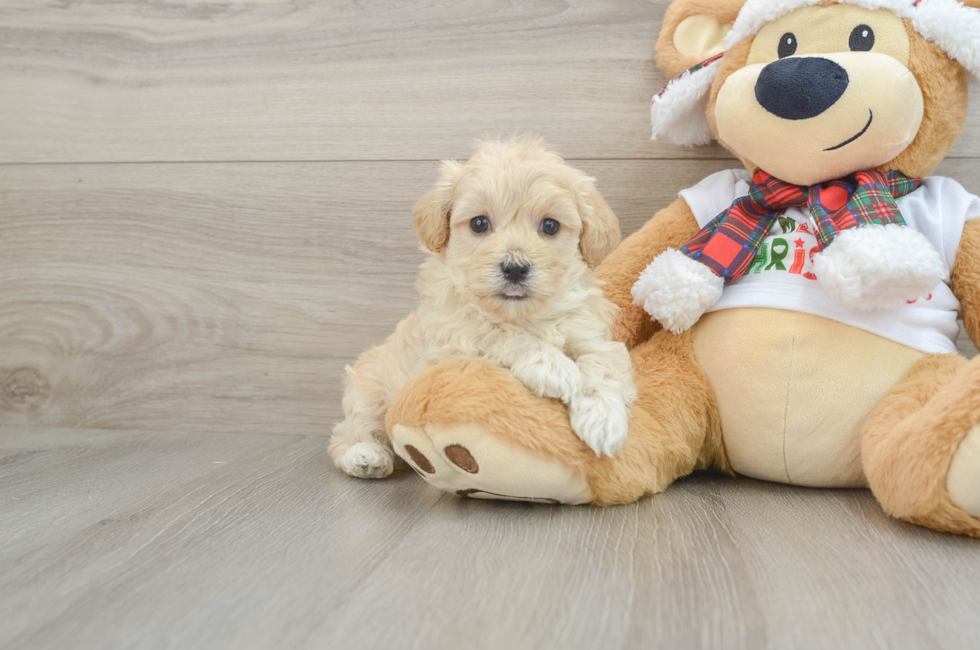 6 week old Maltipoo Puppy For Sale - Pilesgrove Pups