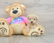 8 week old Maltipoo Puppy For Sale - Pilesgrove Pups