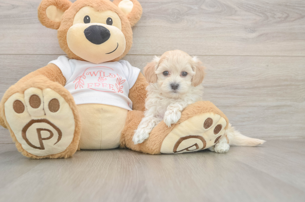 5 week old Maltipoo Puppy For Sale - Pilesgrove Pups