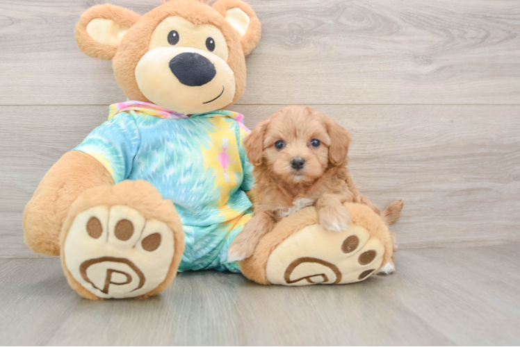 Maltipoo Pup Being Cute