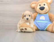 8 week old Maltipoo Puppy For Sale - Pilesgrove Pups