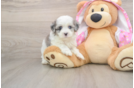 Maltipoo Puppy for Adoption