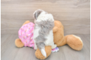 Sweet Maltipoo Baby