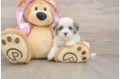 Maltipoo Puppy for Adoption