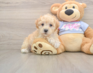 8 week old Maltipoo Puppy For Sale - Pilesgrove Pups