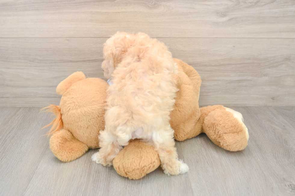 Maltipoo Puppy for Adoption