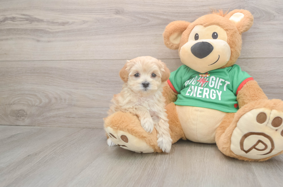 6 week old Maltipoo Puppy For Sale - Pilesgrove Pups