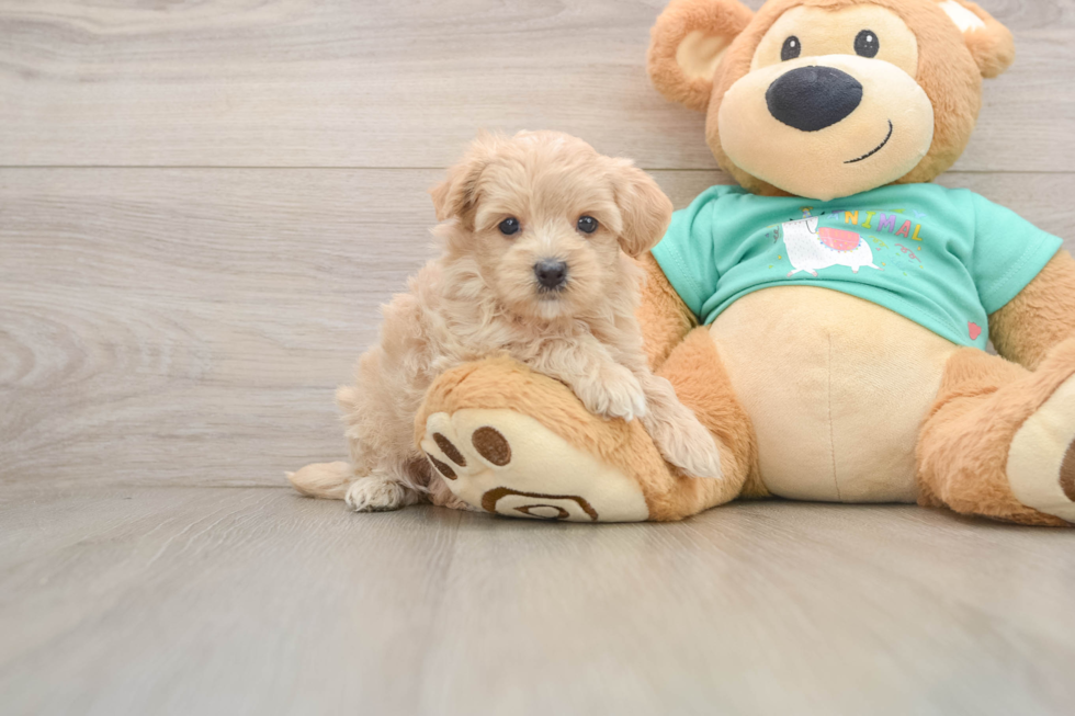 Petite Maltipoo Poodle Mix Pup