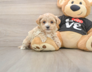 8 week old Maltipoo Puppy For Sale - Pilesgrove Pups