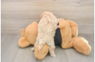 Smart Maltipoo Poodle Mix Pup