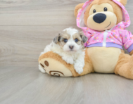 8 week old Maltipoo Puppy For Sale - Pilesgrove Pups
