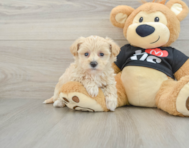 8 week old Maltipoo Puppy For Sale - Pilesgrove Pups