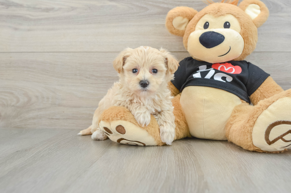 5 week old Maltipoo Puppy For Sale - Pilesgrove Pups