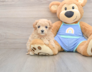 9 week old Maltipoo Puppy For Sale - Pilesgrove Pups