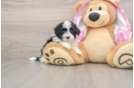 Petite Maltipoo Poodle Mix Pup
