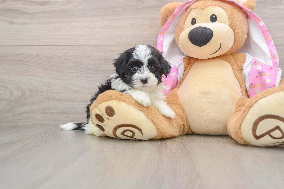 Petite Maltipoo Poodle Mix Pup