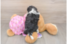 Happy Maltipoo Baby