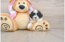 Sweet Maltipoo Baby