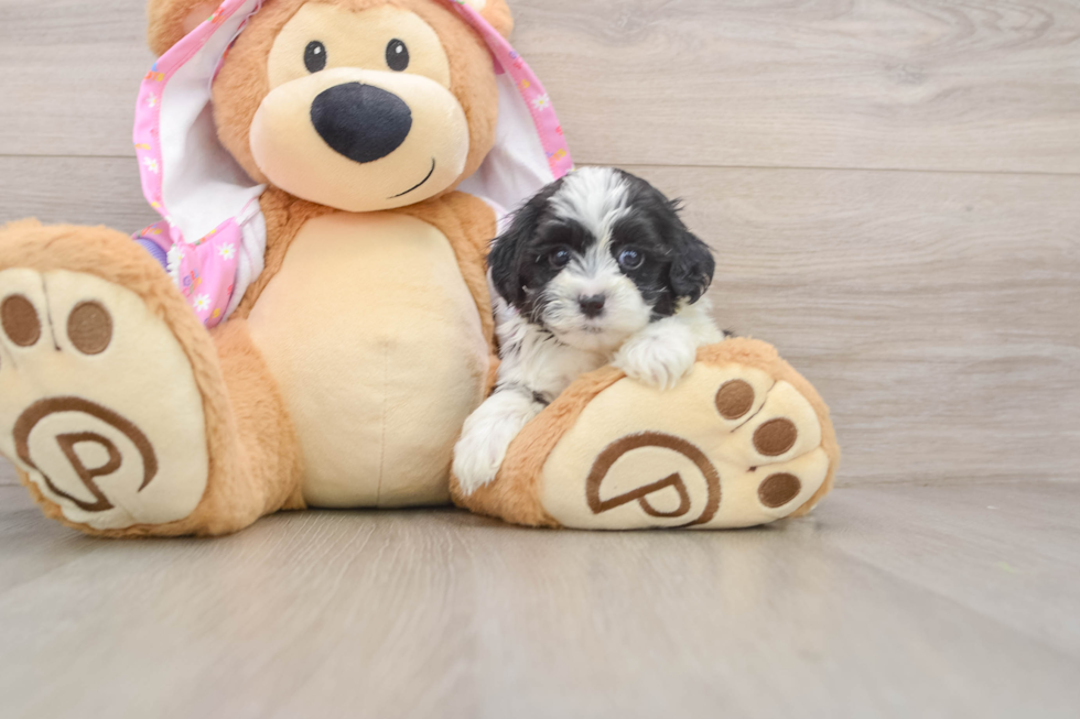 Sweet Maltipoo Baby