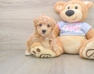 9 week old Maltipoo Puppy For Sale - Pilesgrove Pups