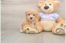 Playful Malt a Poo Poodle Mix Puppy