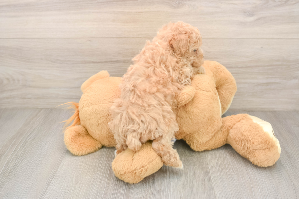 Energetic Maltepoo Poodle Mix Puppy