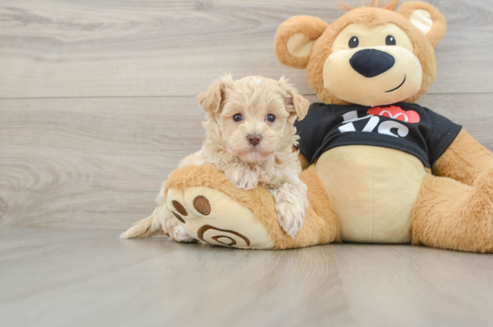 5 week old Maltipoo Puppy For Sale - Pilesgrove Pups