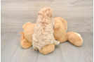 Fluffy Maltipoo Poodle Mix Pup