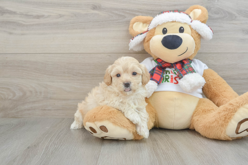 Popular Maltipoo Poodle Mix Pup